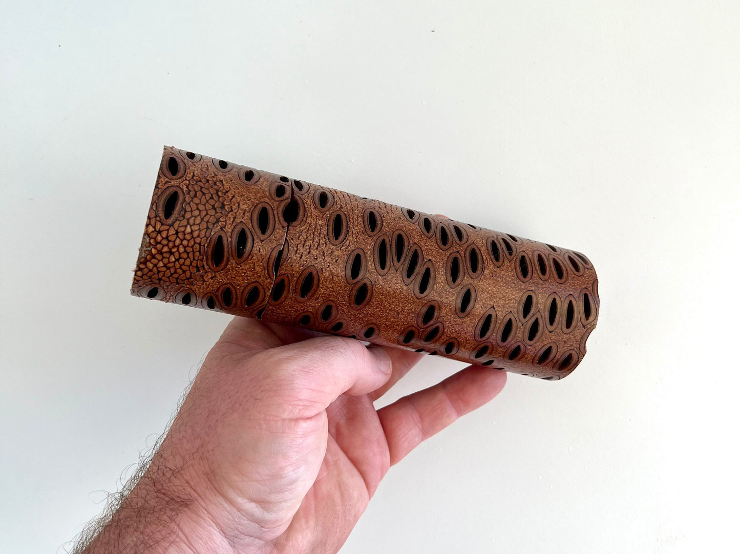Mans hand hold a Banksia seed pod grinder on a white background