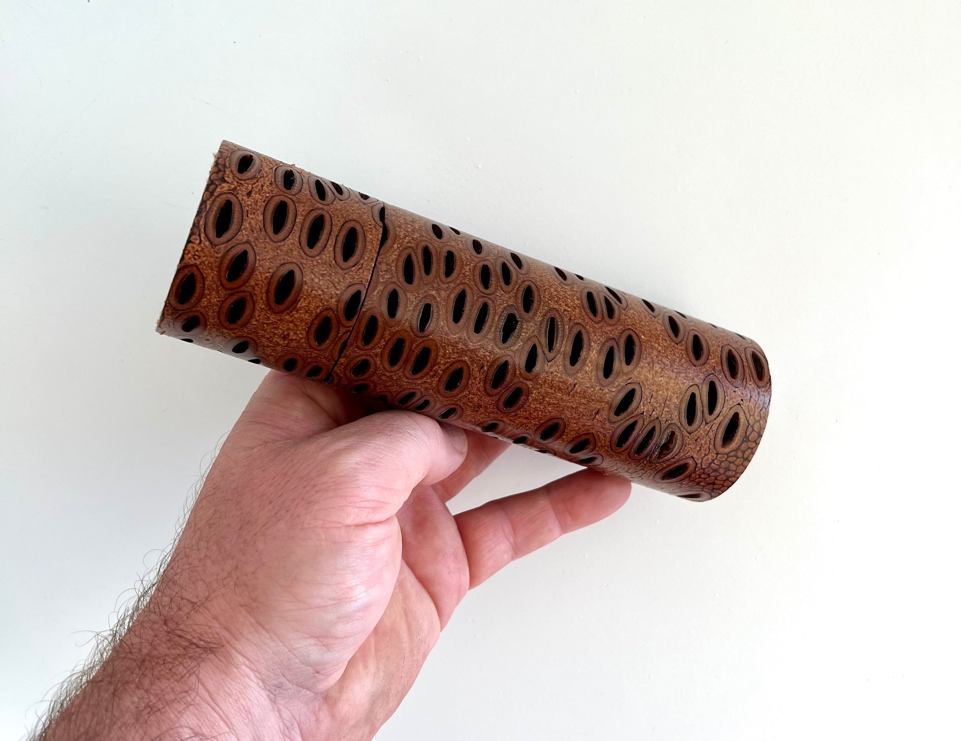 Mans hand hold a Banksia seed pod grinder on a white background